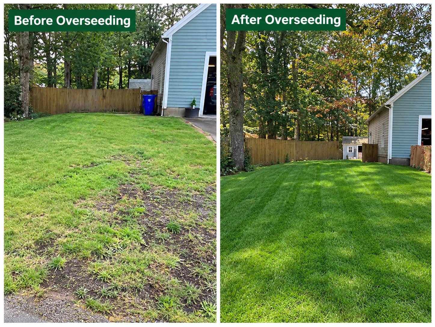 Before and after Lawn overseeding